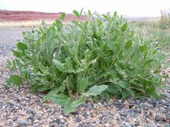 شب بو صحرایی